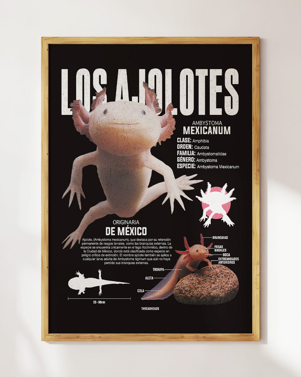 Los Ajolotes Art Print