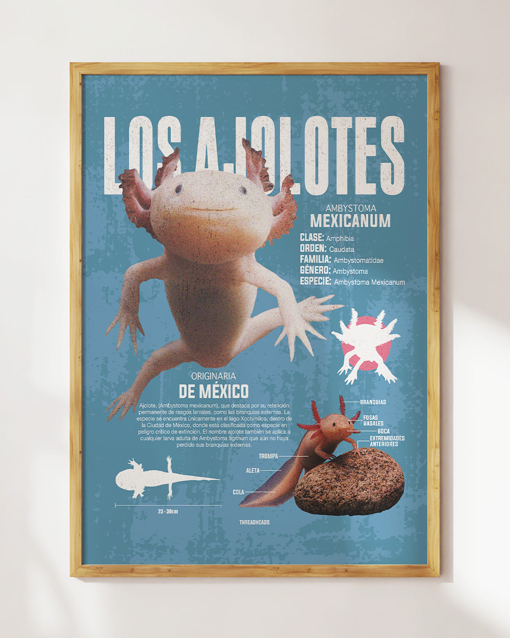 Los Ajolotes Art Print