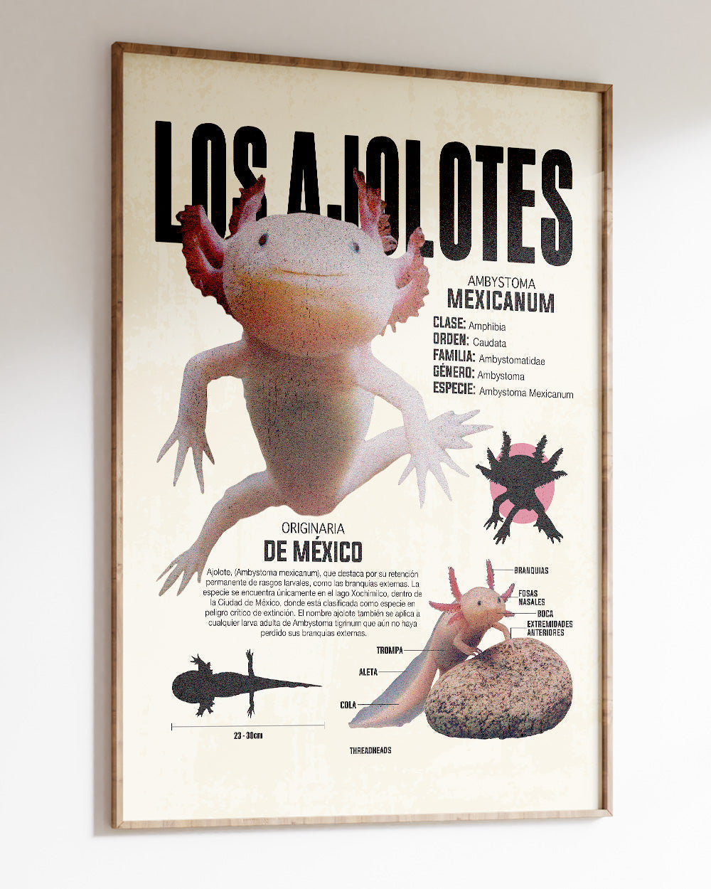 Los Ajolotes Art Print