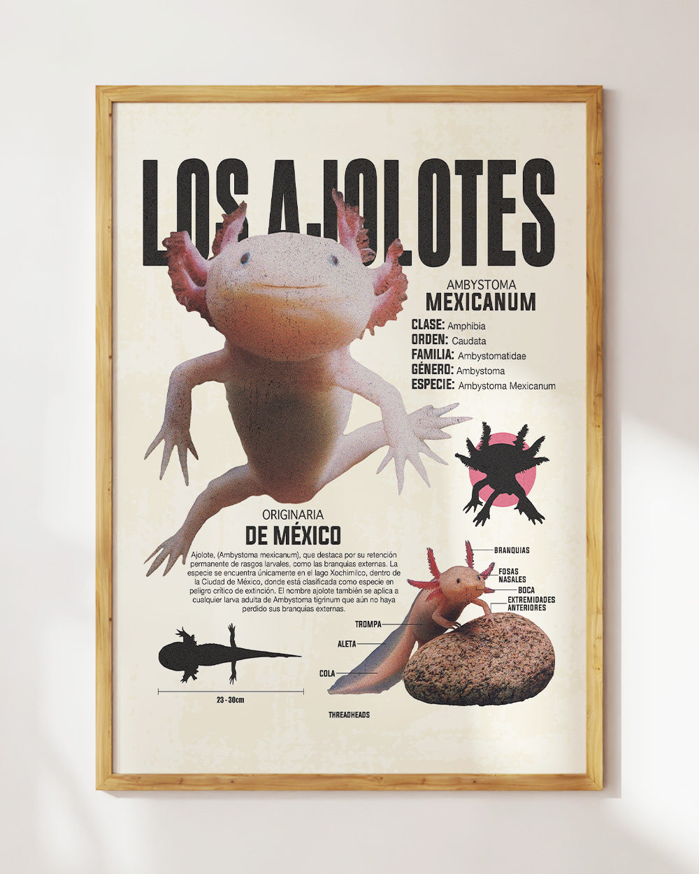 Los Ajolotes Art Print