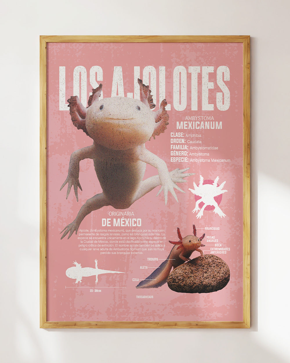 Los Ajolotes Art Print